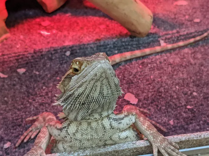 Pet Kingdom Picture 5