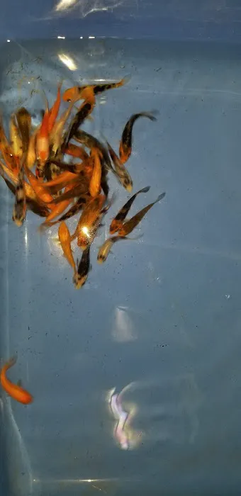 K2 koi Picture 1