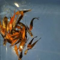 K2 koi ico