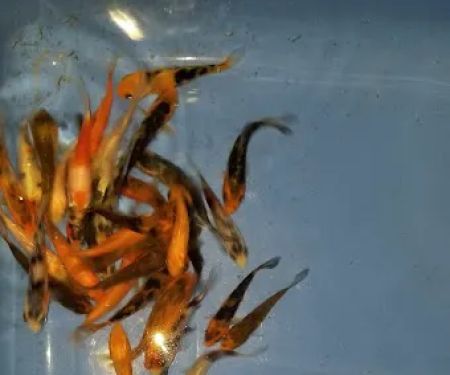 K2 koi