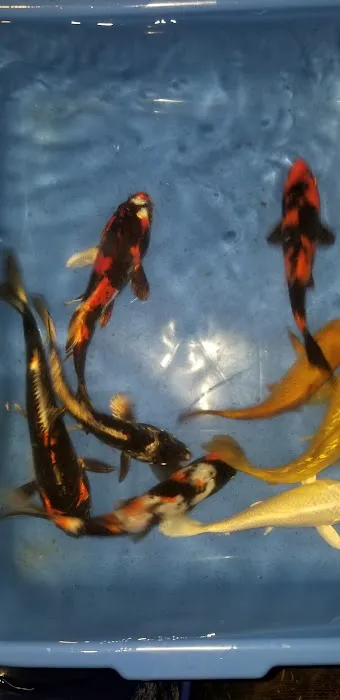 K2 koi Picture 4