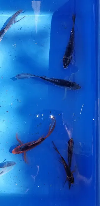 K2 koi Picture 2