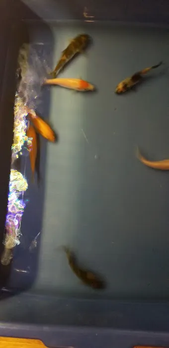 K2 koi Picture 3
