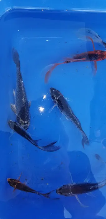 K2 koi Picture 9