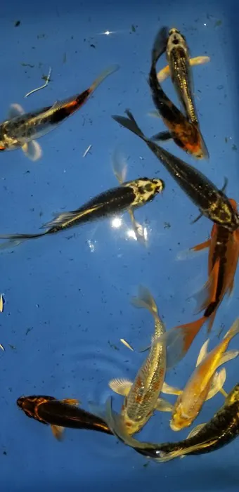 K2 koi Picture 8