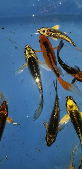 K2 koi Picture 7
