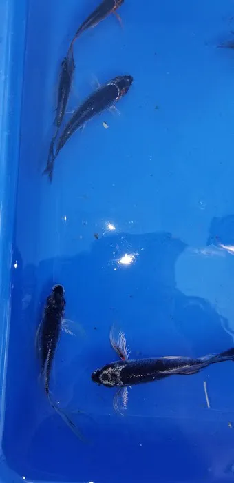K2 koi Picture 5