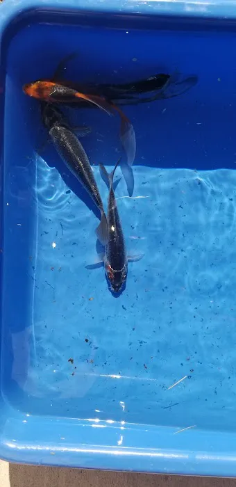 K2 koi Picture 10