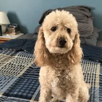 Glen Rock Veterinary Hospital ico