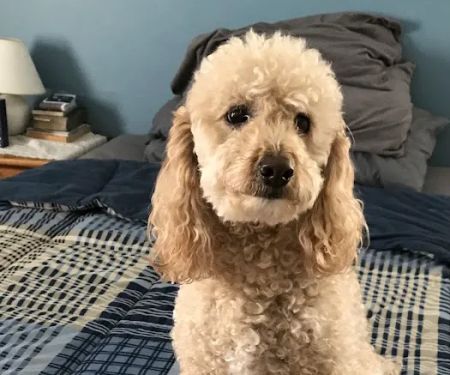 Glen Rock Veterinary Hospital