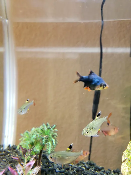 Trop Aquarium Picture 2
