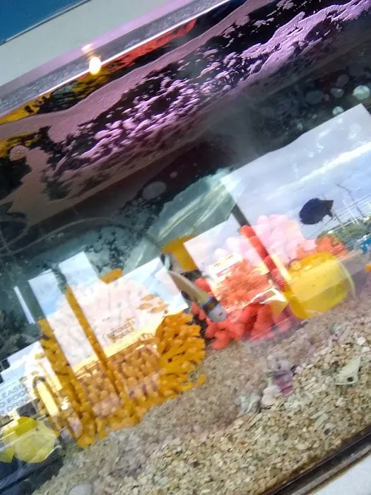 Trop Aquarium Picture 10