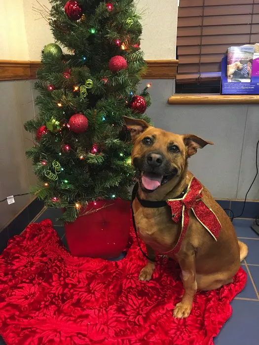 VCA Ridgewood Veterinary Hospital Picture 10