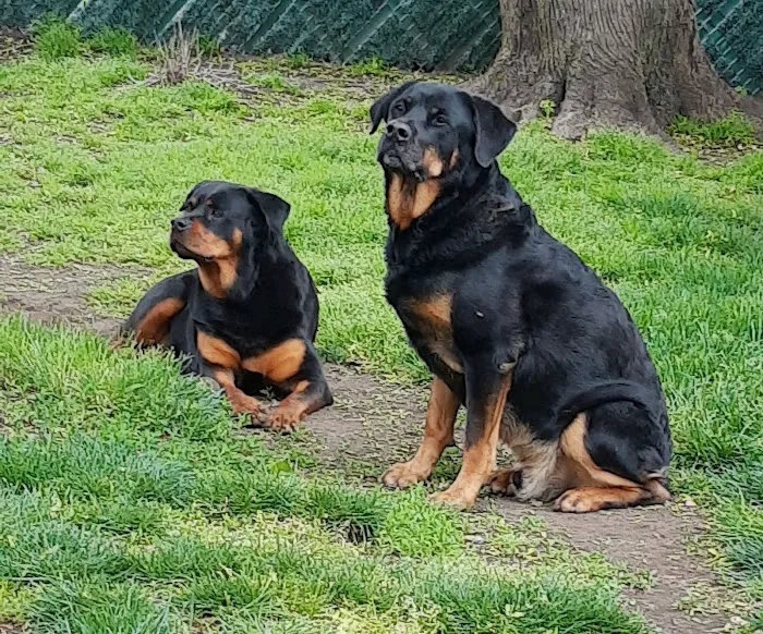 Blue Cross Dog & Cat Hospital Picture 4