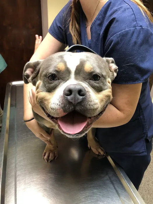 Blue Cross Dog & Cat Hospital Picture 6