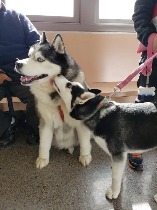 Blue Cross Dog & Cat Hospital Picture 3