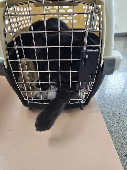 Blue Cross Dog & Cat Hospital Picture 1