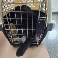 Blue Cross Dog & Cat Hospital ico