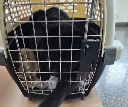 Blue Cross Dog & Cat Hospital