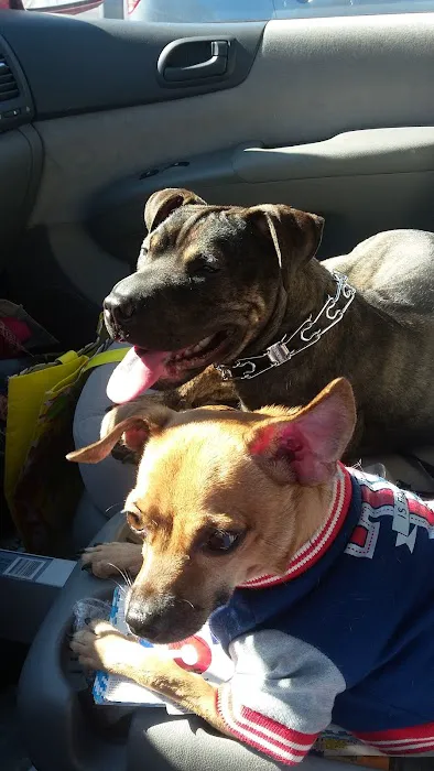 Blue Cross Dog & Cat Hospital Picture 7