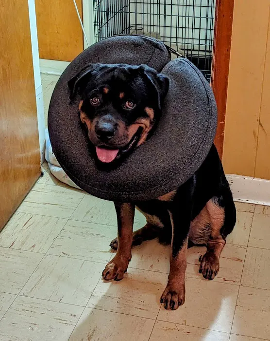 Blue Cross Dog & Cat Hospital Picture 8
