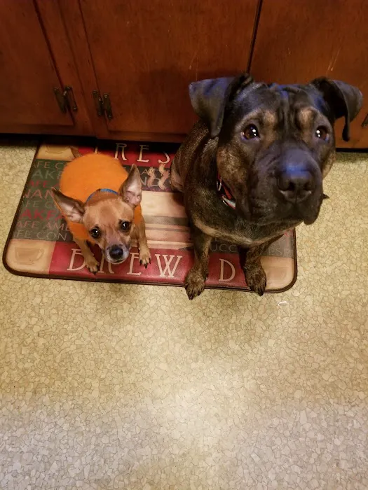 Blue Cross Dog & Cat Hospital Picture 10