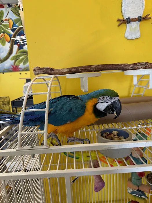 For the Birds Picture 4