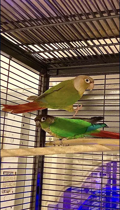 For the Birds Picture 2