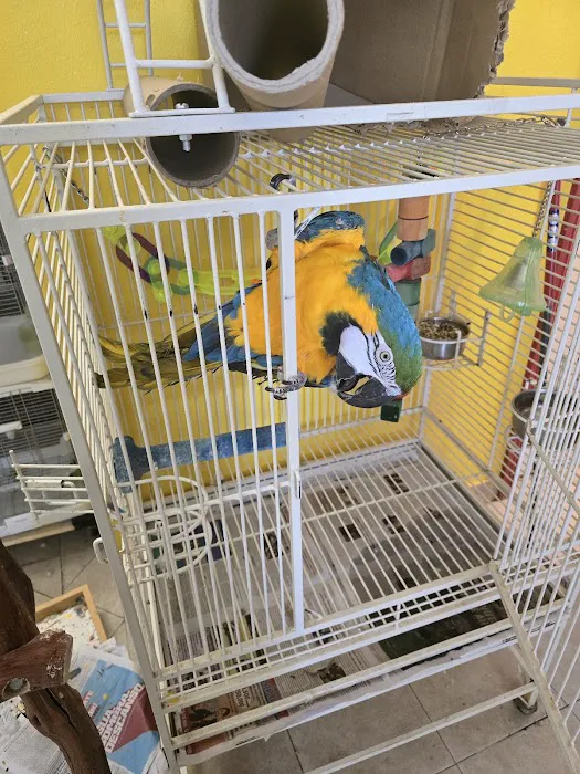 For the Birds Picture 9