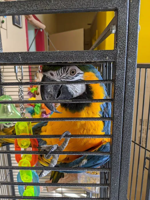 For the Birds Picture 10