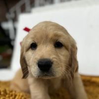 Sova Animal Hospital-Paterson ico