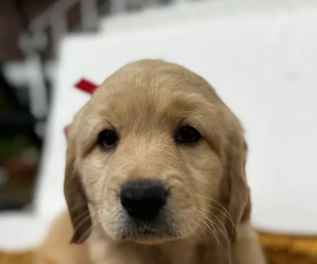 Sova Animal Hospital-Paterson