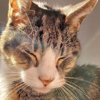 Meisels Animal Hospital ico