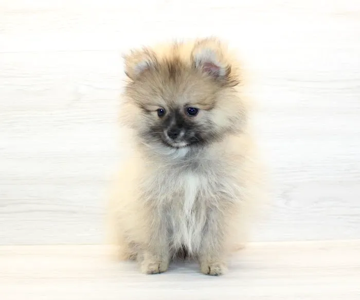 Puppy Heaven - Teacup & Toy Puppies for Sale Picture 4