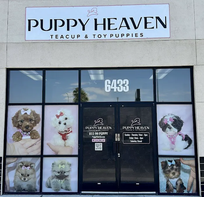 Puppy Heaven - Teacup & Toy Puppies for Sale Picture 1
