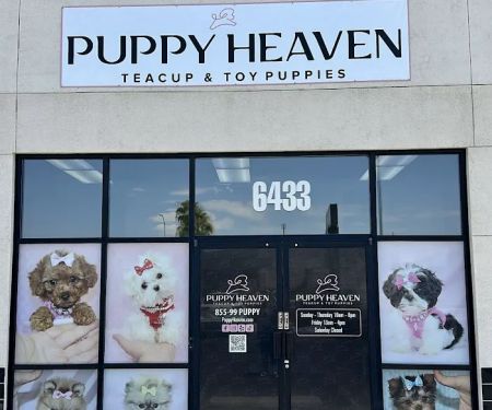 Puppy Heaven - Teacup & Toy Puppies for Sale