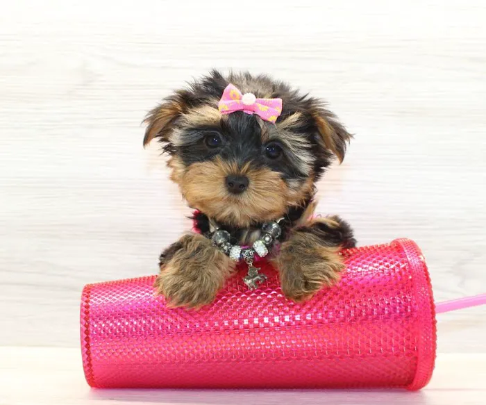 Puppy Heaven - Teacup & Toy Puppies for Sale Picture 3