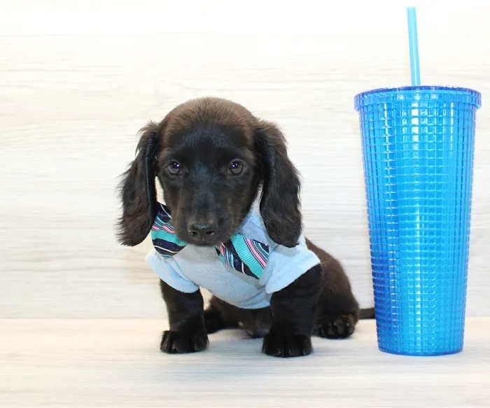 Puppy Heaven - Teacup & Toy Puppies for Sale Picture 5