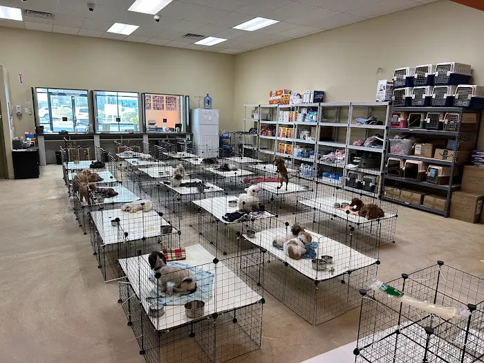 Puppy Heaven - Teacup & Toy Puppies for Sale Picture 2