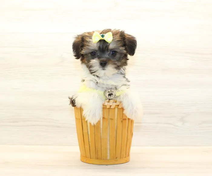Puppy Heaven - Teacup & Toy Puppies for Sale Picture 7