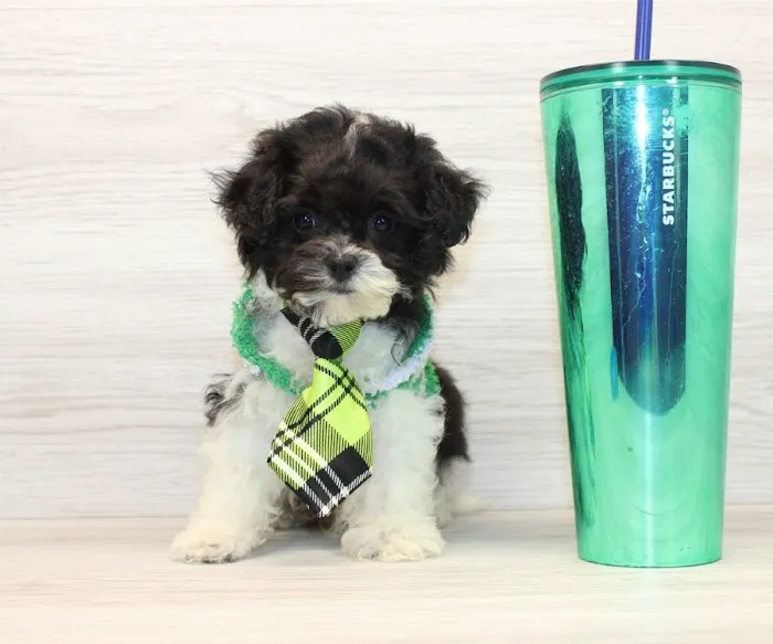 Puppy Heaven - Teacup & Toy Puppies for Sale Picture 8