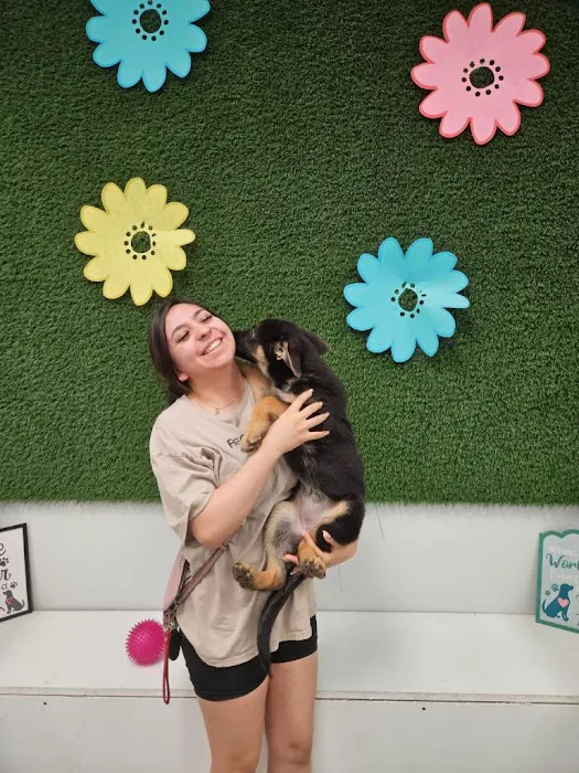 Puppies For Less - Rancho Las Vegas Picture 10
