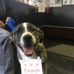 Clifton Dog & Cat Hospital