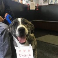Clifton Dog & Cat Hospital ico