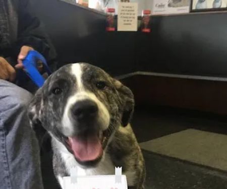 Clifton Dog & Cat Hospital
