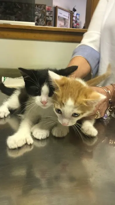 Clifton Dog & Cat Hospital Picture 5