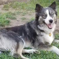 Wyckoff Veterinary Hospital ico