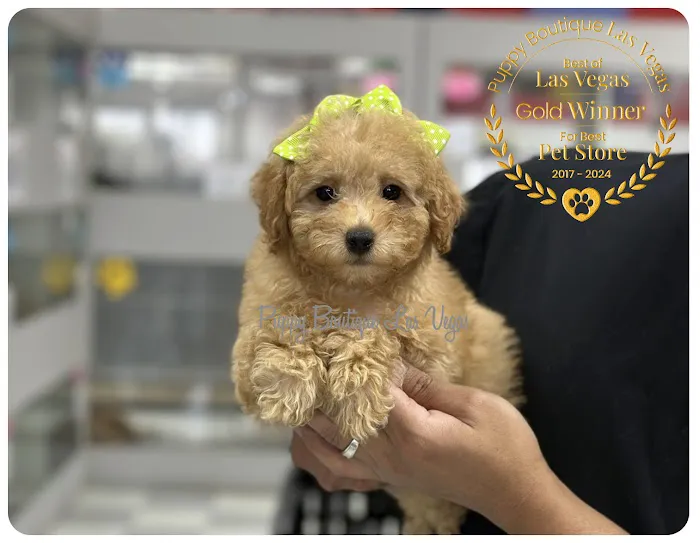 Puppy Boutique Las Vegas Picture 4
