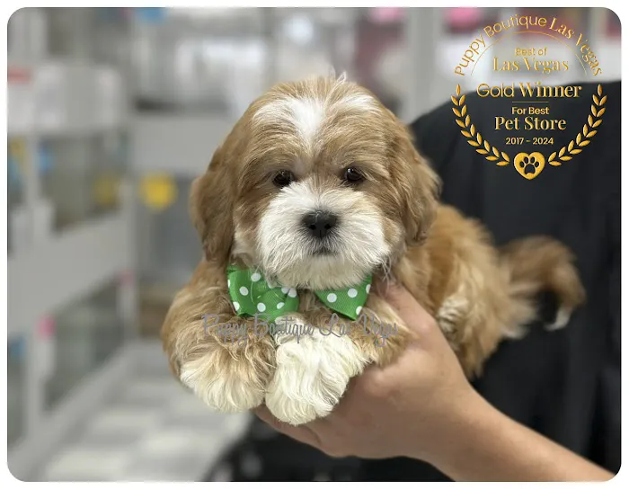 Puppy Boutique Las Vegas Picture 5