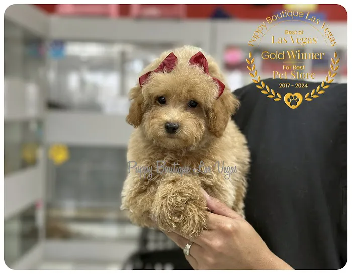 Puppy Boutique Las Vegas Picture 3